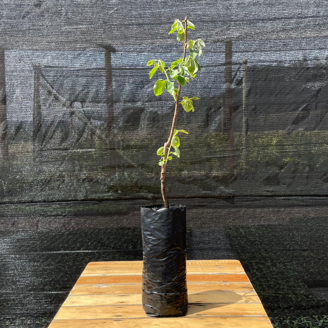 Imagem da Muda Frutífera do Caqui Fuyu da AgroJardim