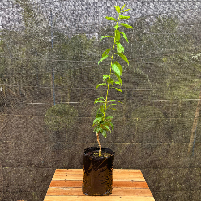 Imagem da Muda Frutífera da Ameixa Roxa da AgroJardim