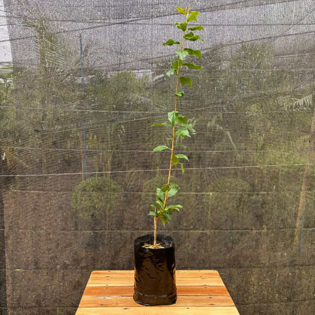 Imagem da Muda Frutífera da Ameixa Reubennel da AgroJardim