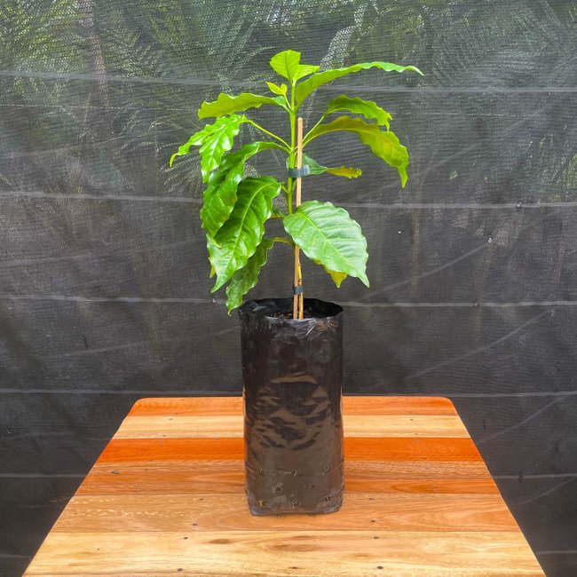 Imagem da Muda Frutífera do Café da AgroJardim