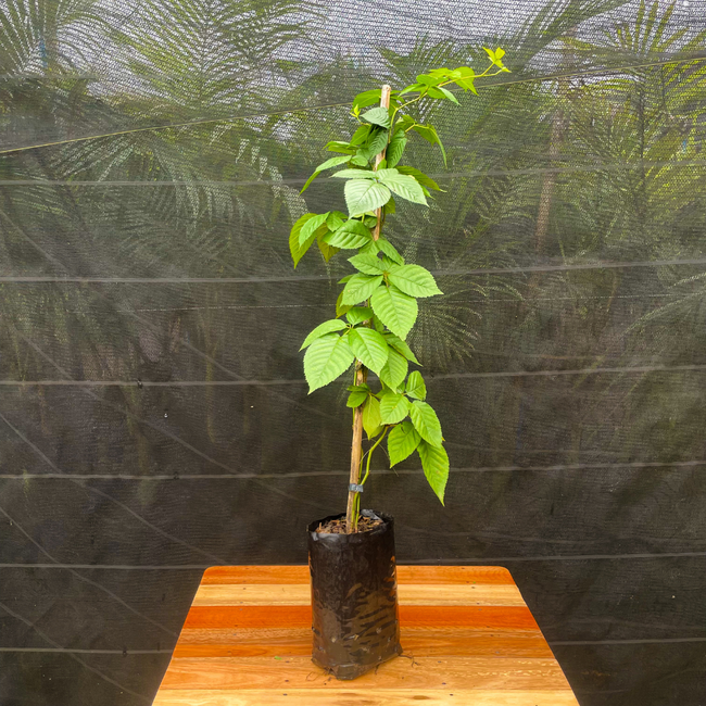 Imagem da Muda Frutífera da Amora Preta sem Espinhos da AgroJardim