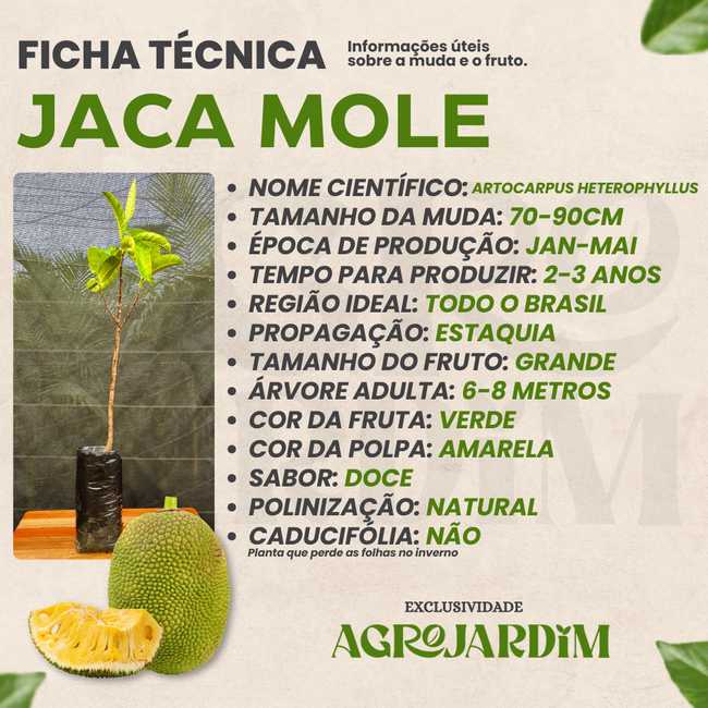 Imagem da Ficha Técnica da Jaca Mole da AgroJardim