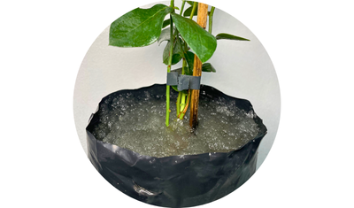 Imagem do Hidrogel Utilizado pela AgroJardim