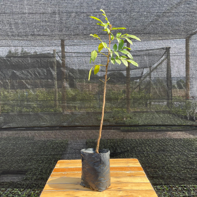 Imagem da Muda Frutífera do Ingá Macaco da AgroJardim