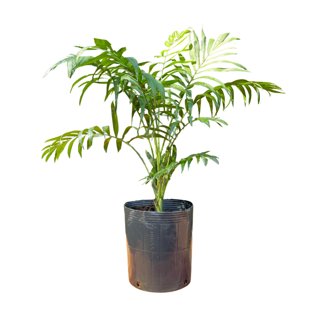 Imagem da Muda da Planta Palmeira Chameadora da AgroJardim