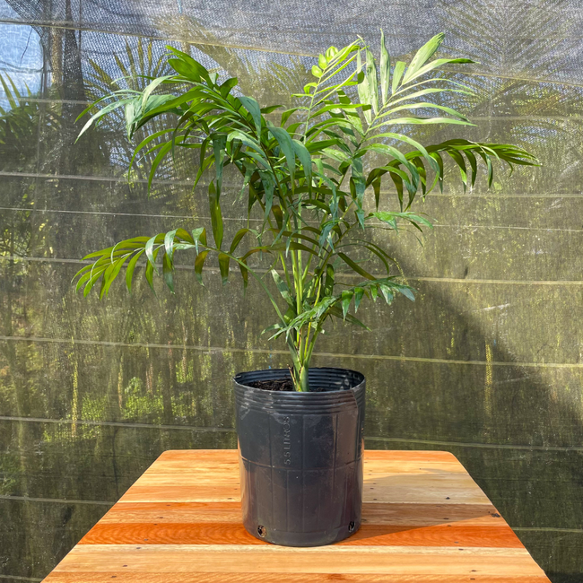 Imagem da Planta Palmeira Chameadora no Viveiro da AgroJardim