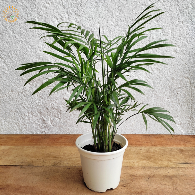 Imagem da Planta Palmeira Chameadora no Ambiente da AgroJardim