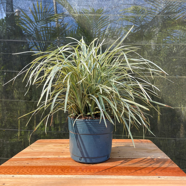 Imagem da Planta Liriope Variegata no Viveiro da AgroJardim