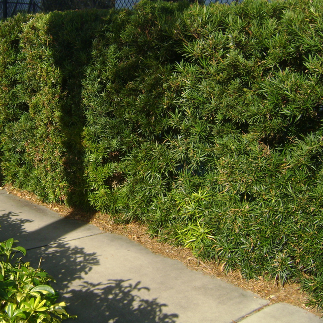 Imagem da Planta Podocarpo no Ambiente da AgroJardim
