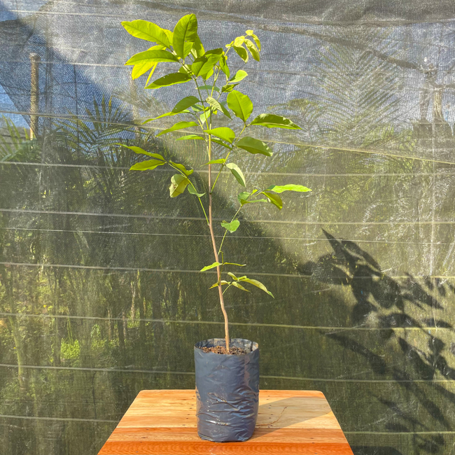 Imagem da Planta Cassia Chuva de Ouro no Viveiro da AgroJardim