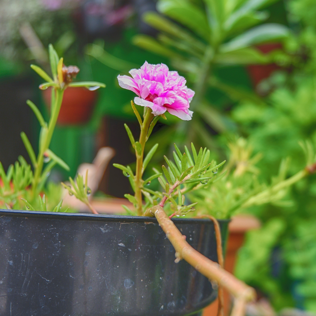 Imagem do Fertilizante 04-14-08 da Vitaplan no Ambiente da AgroJardim