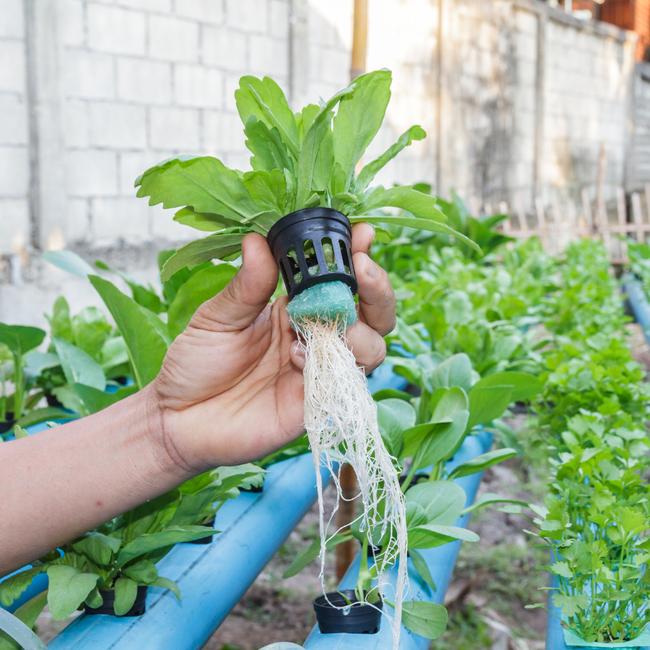 Imagem do Fertilizante Verde Raiz da Vitaplan no Ambiente da AgroJardim