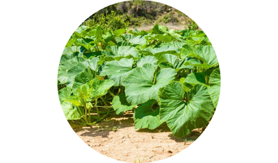 Imagem das Sementes de Abóbora Cabutiá Japonesa da AgroJardim