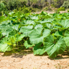 Imgaem das Sementes de Abóbora Cabutiá Japonesa da Feltrin no Ambiente da AgroJardim