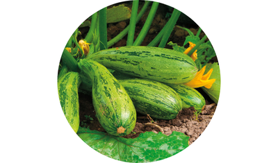 Imagem das Sementes de Abobrinha Caserta Italiana da AgroJardim