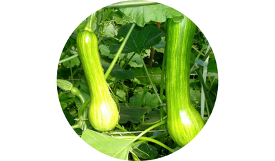 Imagem das Sementes de Abobrinha Menina Brasileira da AgroJardim