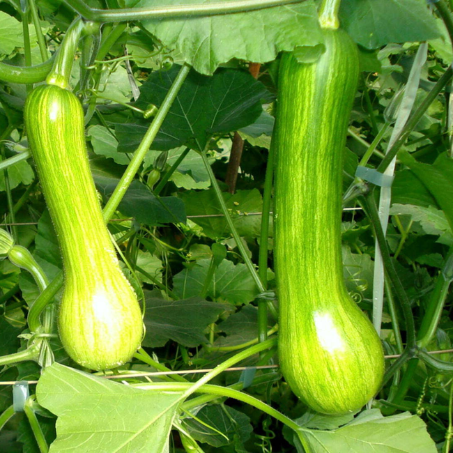 Imagem das Sementes de Abobrinha Menina Brasileira da Feltrin no Ambiente da AgroJardim