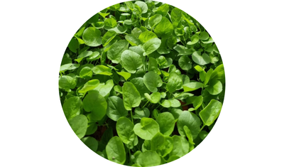 Imagem das Sementes de Agri&atilde;o do Seco Top&aacute;zio da AgroJardim