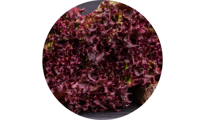 Imagem das Sementes de Alface Crespa Roxa Carmela da AgroJardim