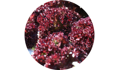 Imagem das Sementes de Alface Crespa Roxa Carmela da AgroJardim