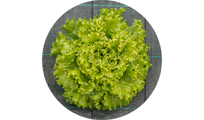 Imagem das Sementes de Alface Crespa Veneranda da AgroJardim