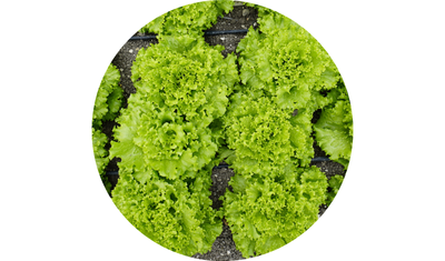 Imagem das Sementes de Alface Crespa Veneranda da AgroJardim