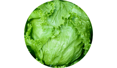 Imagem das Sementes de Alface Americana Rafaela da AgroJardim