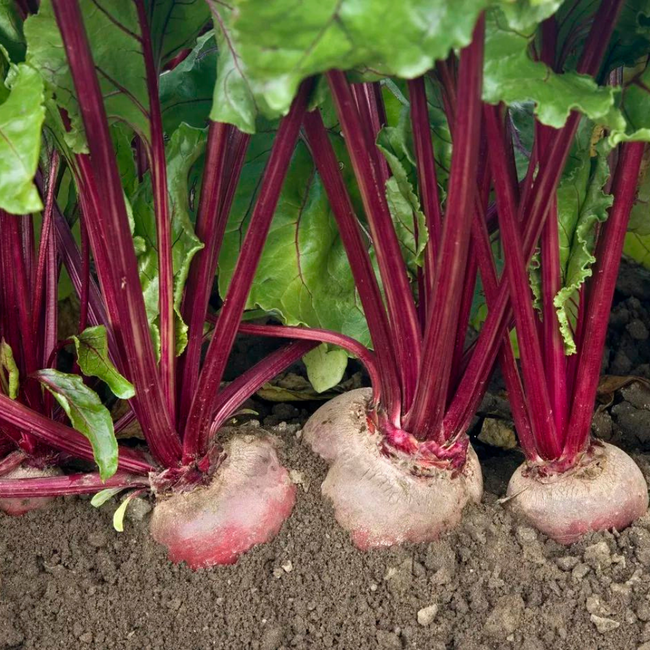 Imagem das Sementes de Beterraba Katrina da Feltrin no Ambiente da AgroJardim