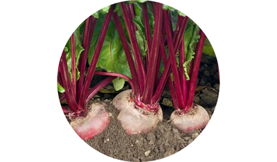 Imagem das Sementes de Beterraba Katrina da AgroJardim