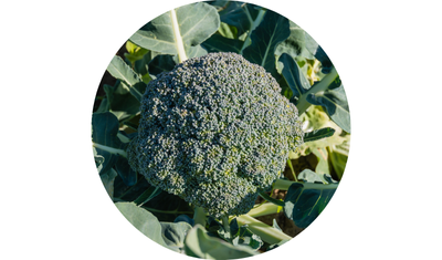 Imagem das Sementes de Br&oacute;colis Calabr&ecirc;s de Cabe&ccedil;a da AgroJardim