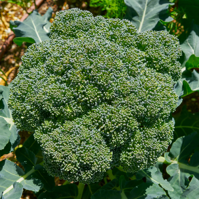 Imagem das Sementes de Brócolis Ramoso Santana da Feltrin no Ambiente da AgroJardim