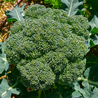 Imagem das Sementes de Brócolis Ramoso Santana da Feltrin no Ambiente da AgroJardim