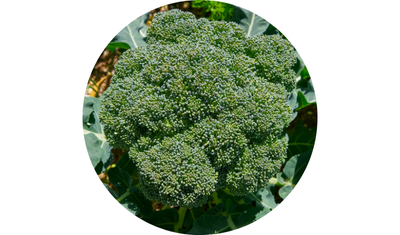 Imagem das Sementes de Br&oacute;colis Ramoso Santana da AgroJardim