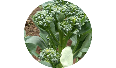 Imagem das Sementes de Br&oacute;colis Ramoso Santana da AgroJardim