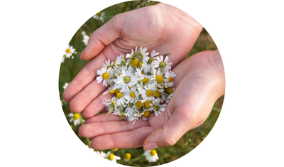 Imagem das Sementes de Camomila Ma&ccedil;anilha da AgroJardim