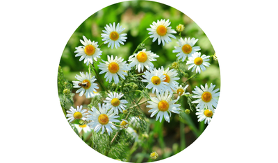 Imagem das Sementes de Camomila Ma&ccedil;anilha da AgroJardim