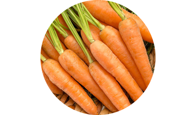 Imagem das Sementes de Cenoura Bras&iacute;lia Irece Verao da AgroJardim