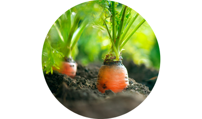 Imagem das Sementes de Cenoura Bras&iacute;lia Irec&ecirc; Ver&atilde;o da AgroJardim