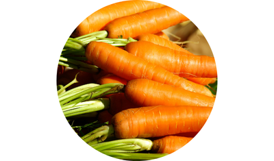 Imagem das Sementes de Cenoura Gigante de Flakker Inverno da AgroJardim