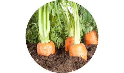 Imagem das Sementes de Cenoura Gigante de Flakker Inverno da AgroJardim