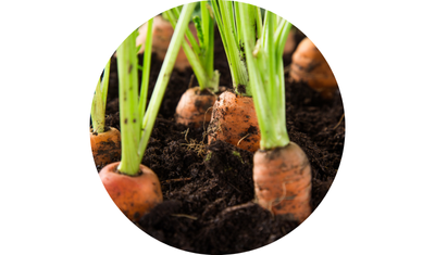 Imagem das Sementes de Cenoura Nantes Milena Meia Esta&ccedil;&atilde;o da AgroJardim