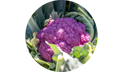 Imagem das Sementes de Couve-Flor Roxa Filipinas da AgroJardim