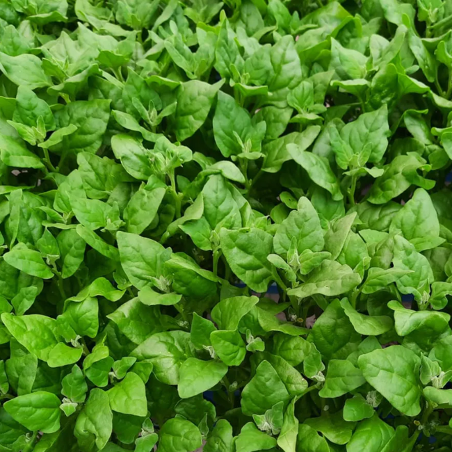 Imagem das Sementes de Espinafre Nova Zelândia da Feltrin no Ambiente da AgroJardim