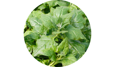 Imagem das Sementes de Espinafre Nova Zelândia da AgroJardim