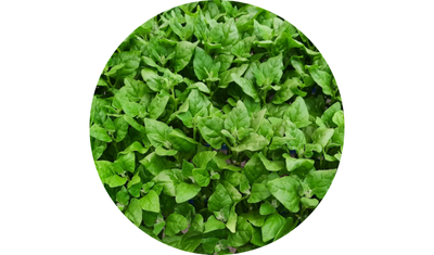 Imagem das Sementes de Espinafre Nova Zelândia da AgroJardim