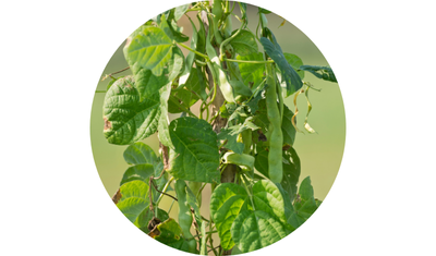 Imagem das Sementes de Feij&atilde;o Macarr&atilde;o Trepador Tempesta da AgroJardim