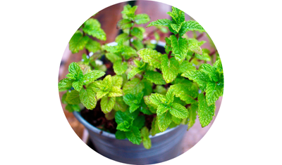 Imagem das Sementes de Hortel&atilde; ou Menta Piperita da AgroJardim