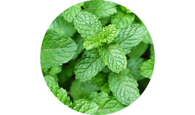 Imagem das Sementes de Hortel&atilde; ou Menta Piperita da AgroJardim