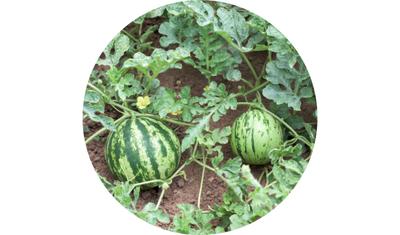 Imagem das Sementes de Melancia Redonda Crimson Select Plus da AgroJardim