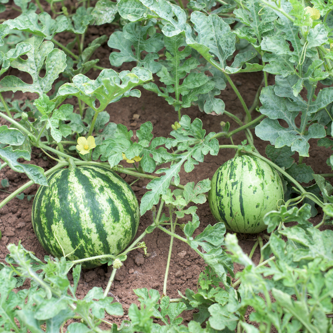 Imagem das Sementes de Melancia Redonda Crimson Select Plus da Feltrin no Ambiente da AgroJardim